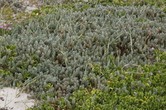 Chenolea diffusa
