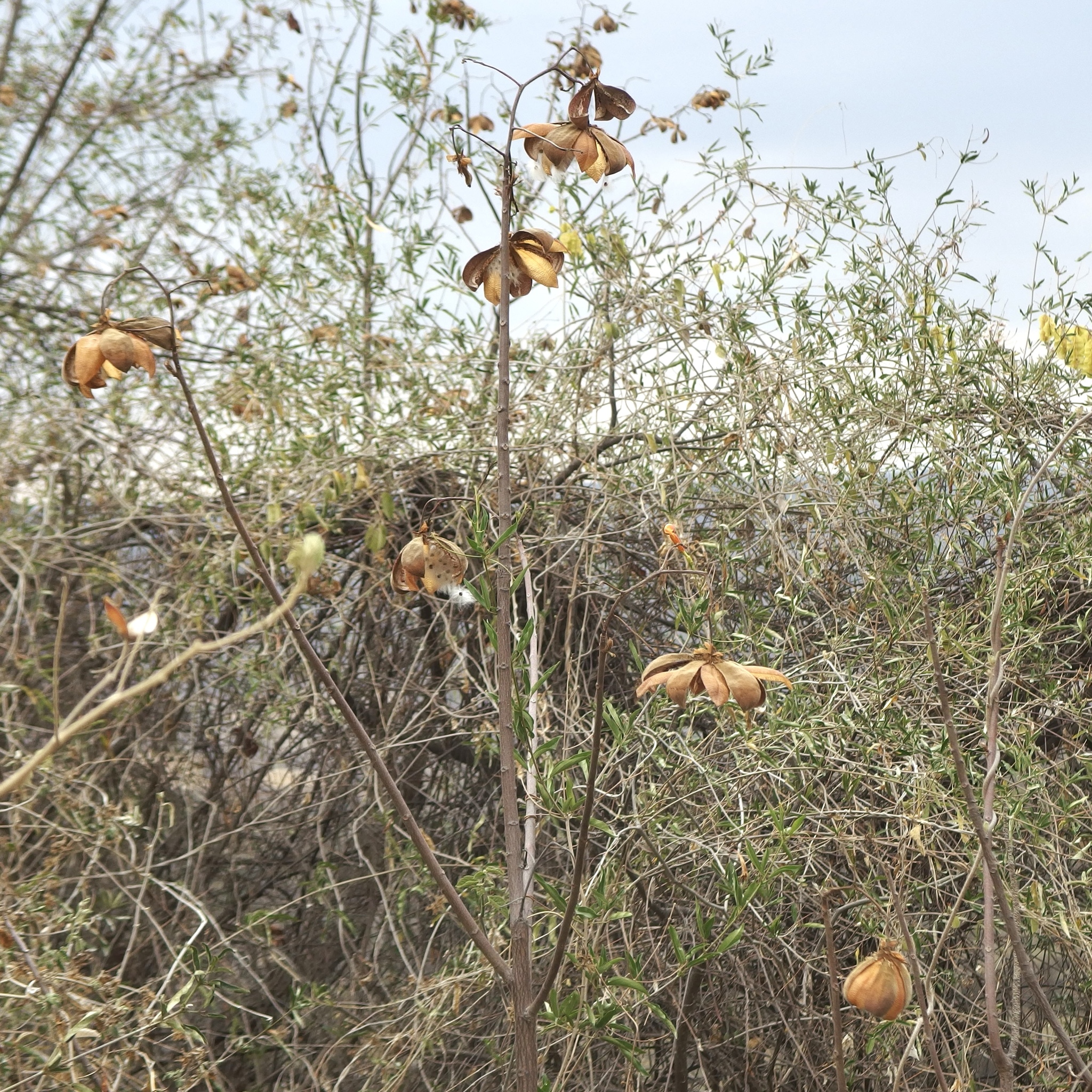 Cochlospermum vitifolium image