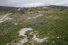 Chenolea diffusa