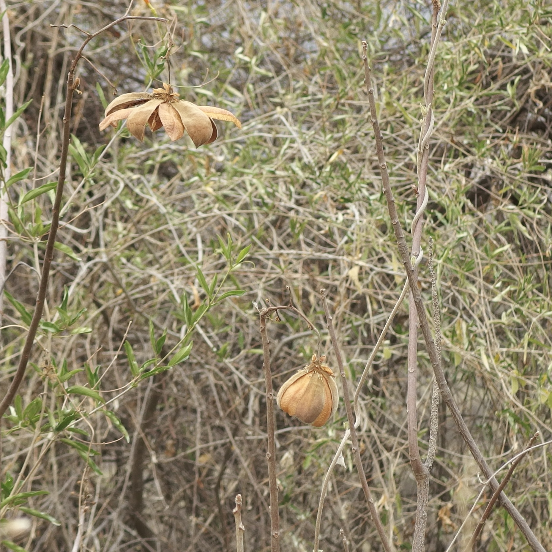 Cochlospermum vitifolium image