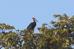 Ciconia stormi