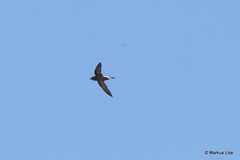 Hirundapus giganteus