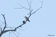 Microhierax latifrons