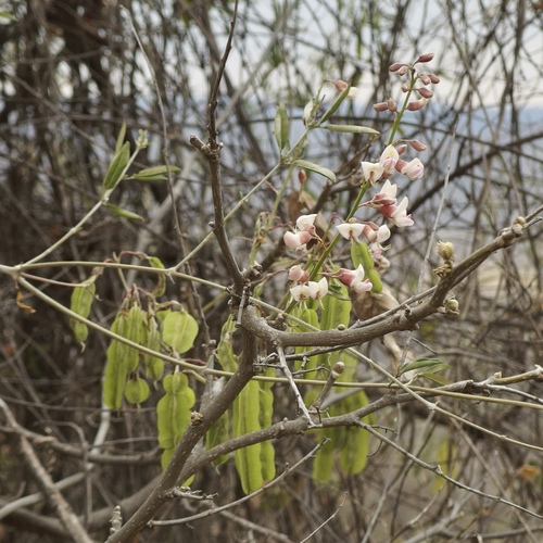 Piscidia carthagenensis image