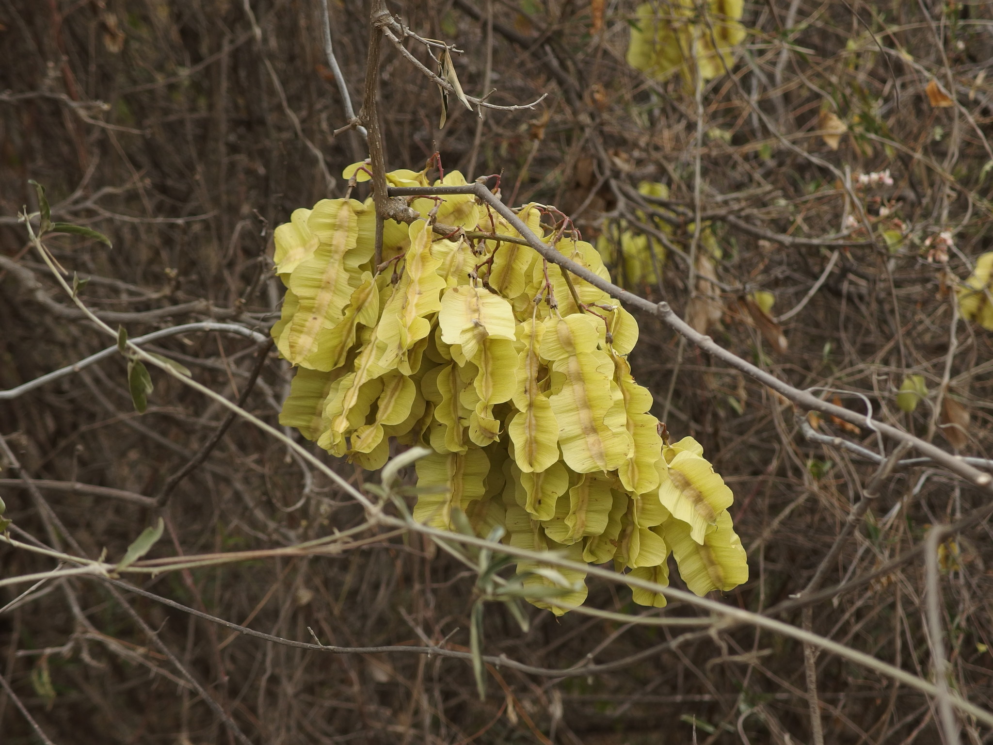 Piscidia carthagenensis image