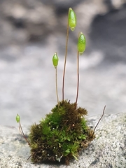 Bryum radiculosum