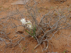 Chlorophytum graminifolium