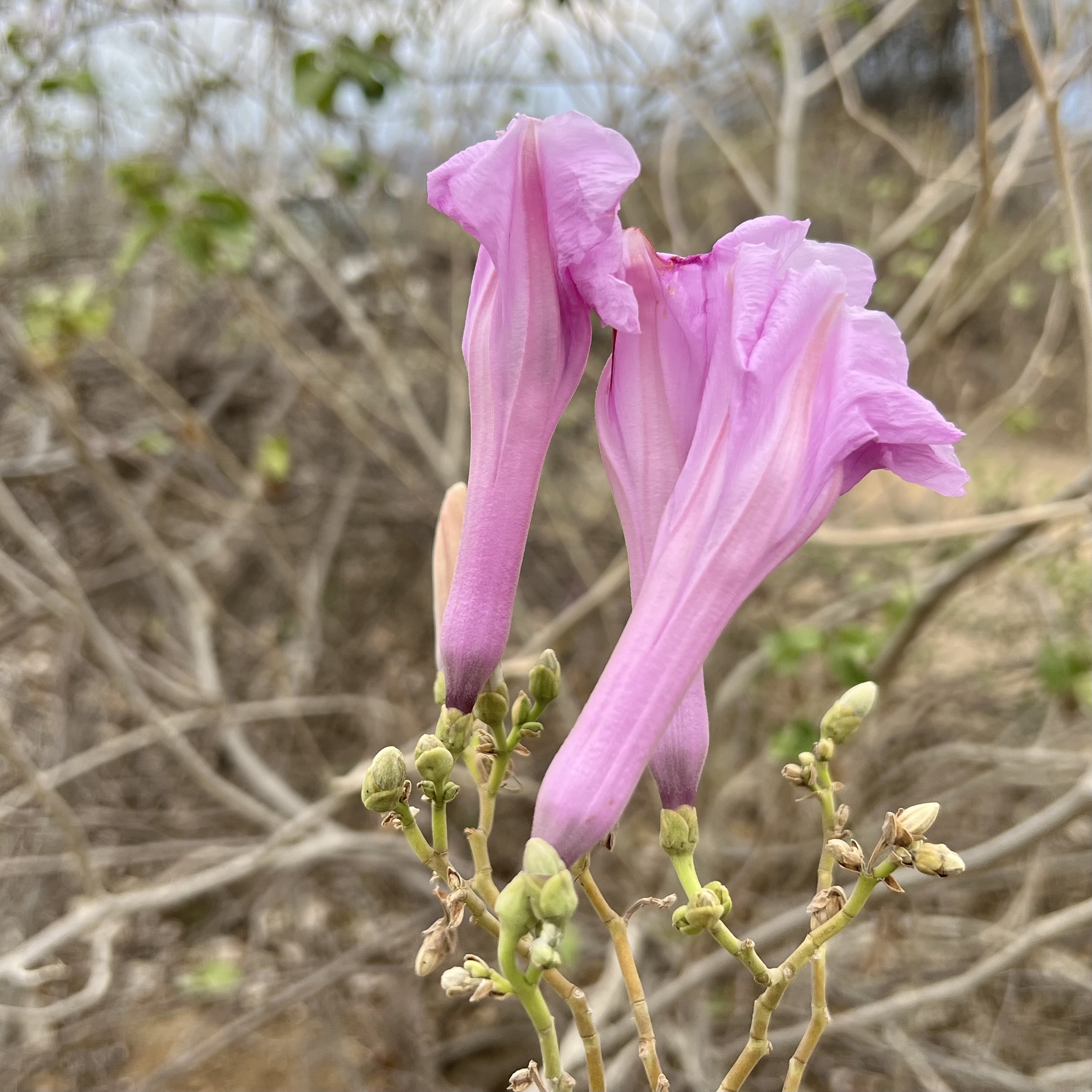 Ipomoea carnea image