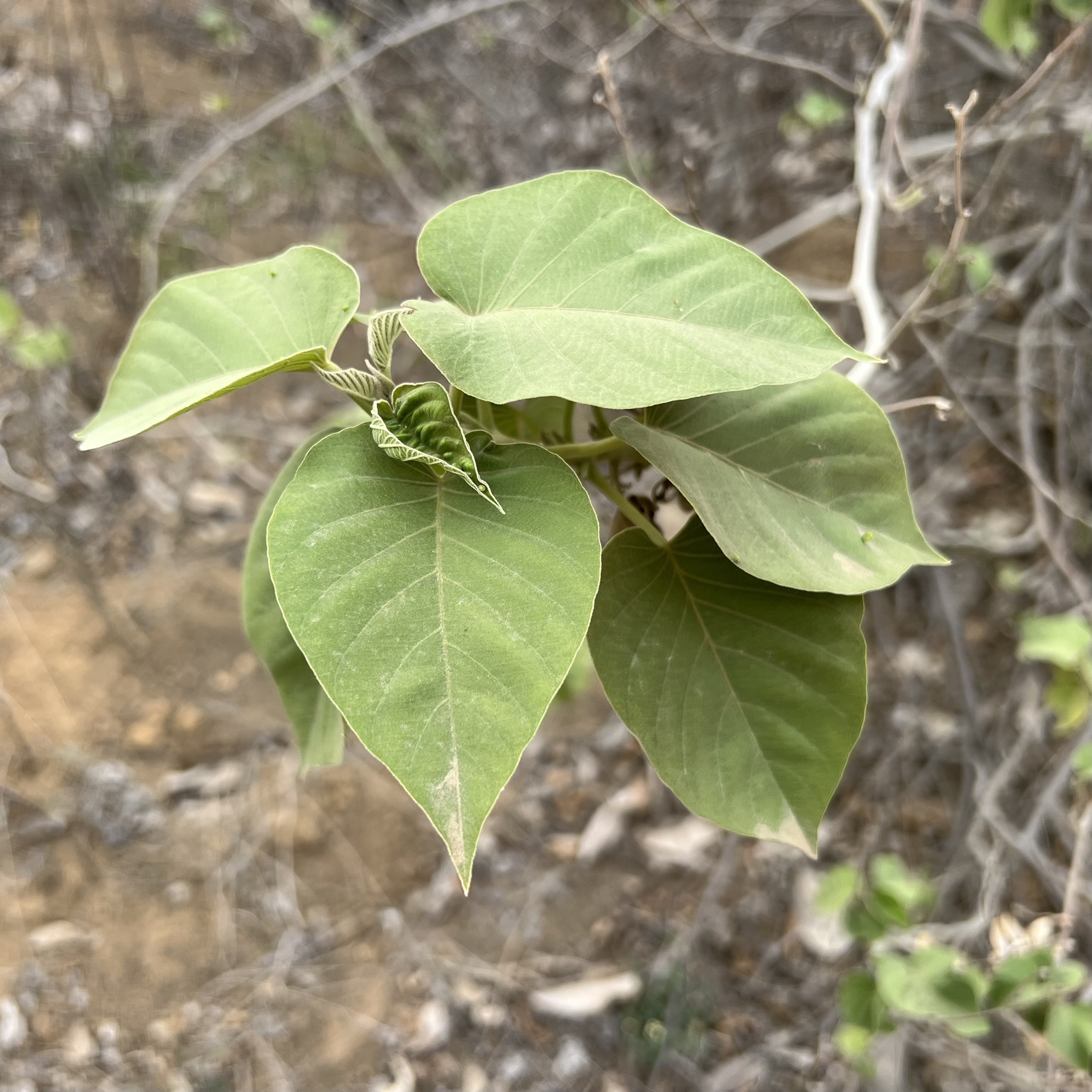 Ipomoea carnea image