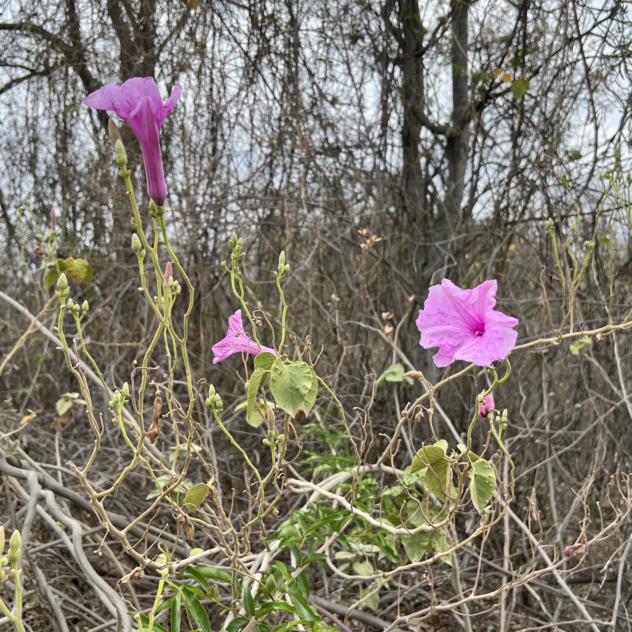 Ipomoea carnea image