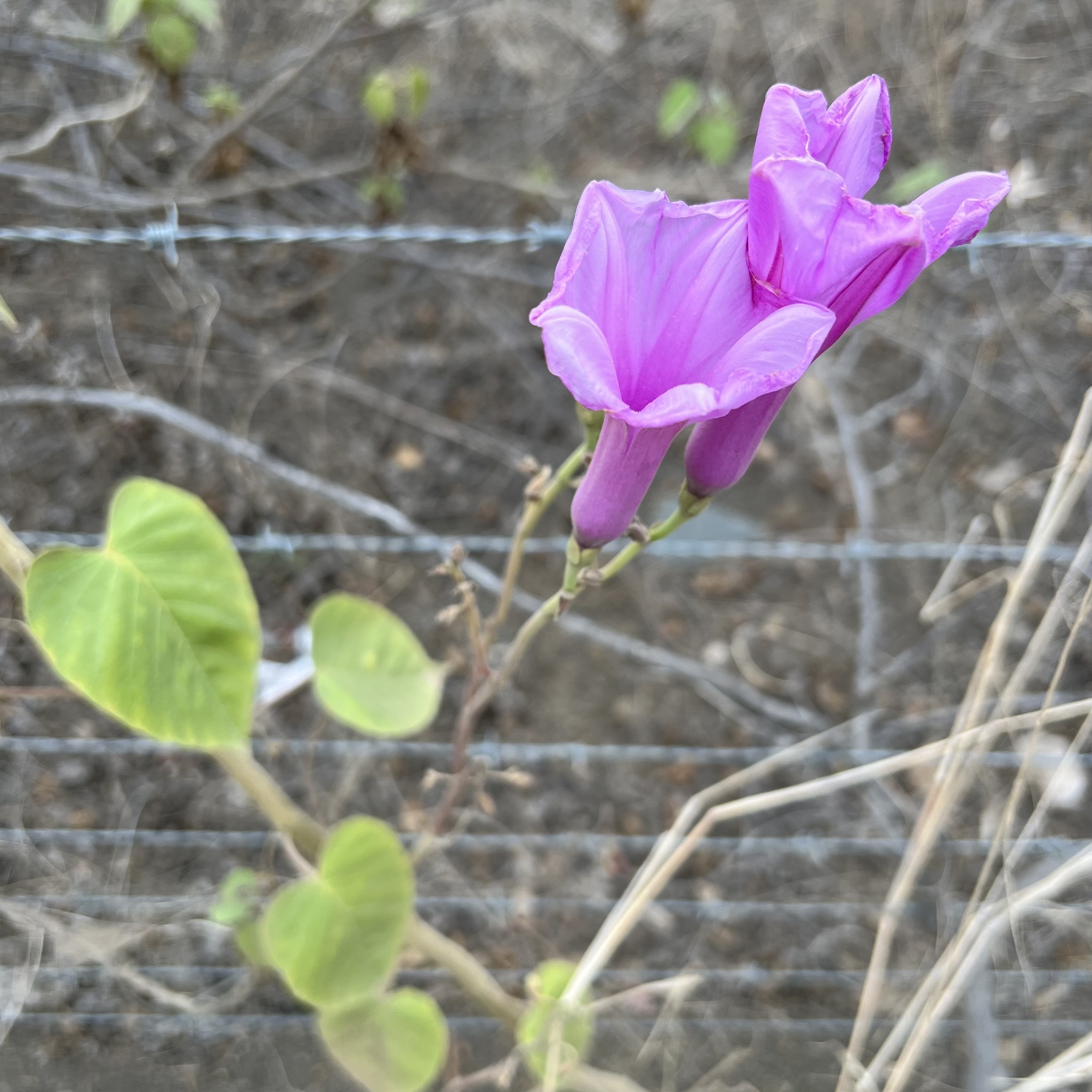 Ipomoea carnea image