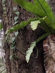 Chrysopelea paradisi