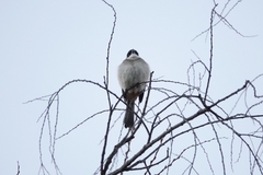 Pycnonotus xanthorrhous