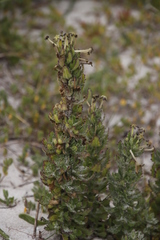 Lyperia tristis