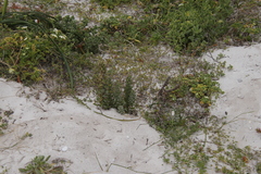 Lyperia tristis