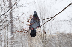 Columba livia domestica
