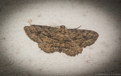 Boarmia curtaria