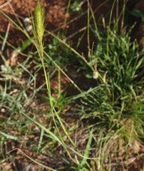 Aristida congesta congesta