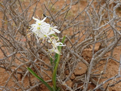 Chlorophytum graminifolium