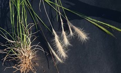 Aristida congesta congesta