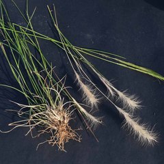 Aristida congesta congesta