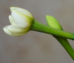 Narcissus tazetta chinensis