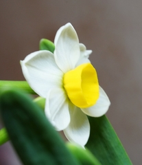 Narcissus tazetta chinensis