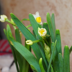 Narcissus tazetta chinensis