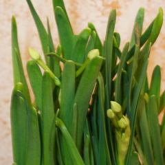 Narcissus tazetta chinensis