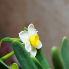 Narcissus tazetta chinensis