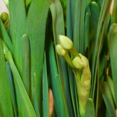 Narcissus tazetta chinensis
