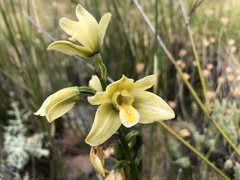 Orthochilus tabularis