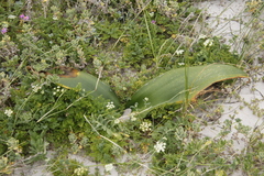 Haemanthus