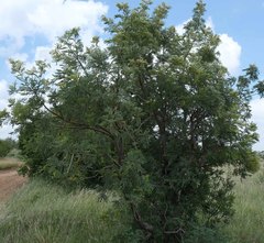 Peltophorum