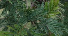 Peltophorum