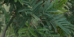 Peltophorum