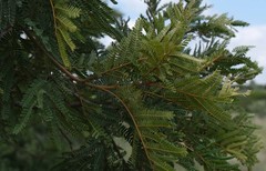 Peltophorum