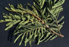 Peltophorum