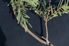 Peltophorum