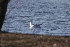 Chroicocephalus ridibundus