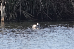 Tachybaptus ruficollis