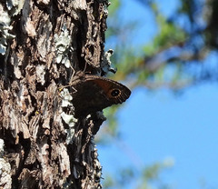 Haywardella edmondsii