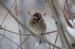 Passer domesticus