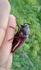 Sternocera chrysis