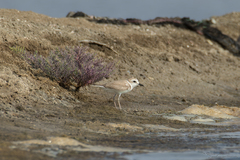 Charadrius dealbatus