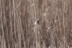 Sinosuthora alphonsiana