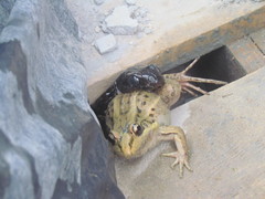 Leptodactylus paranaru