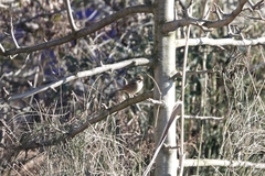 Emberiza spodocephala