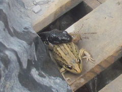 Leptodactylus paranaru