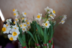 Narcissus tazetta chinensis